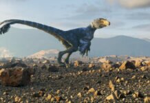 Los dinosaurios desarrollaron plumas para protegerse de agresores sexuales, revela un estudio