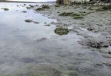Preocupación en Neuquén y Río Negro por alga invasora que puede afectar a los peces